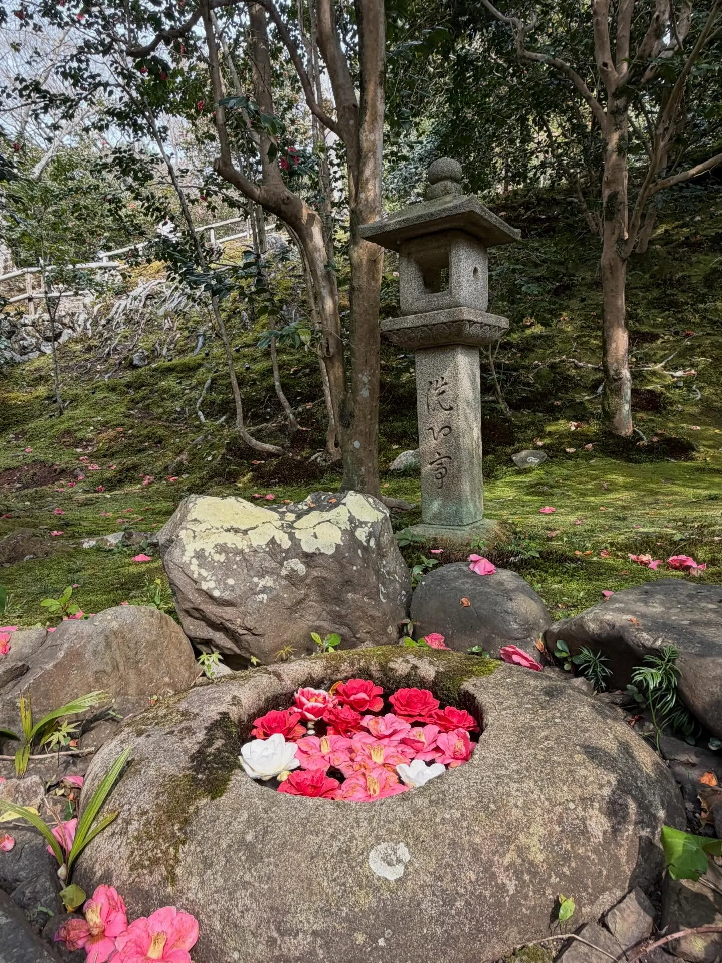 「Camellia」という名前に込めた想いを、