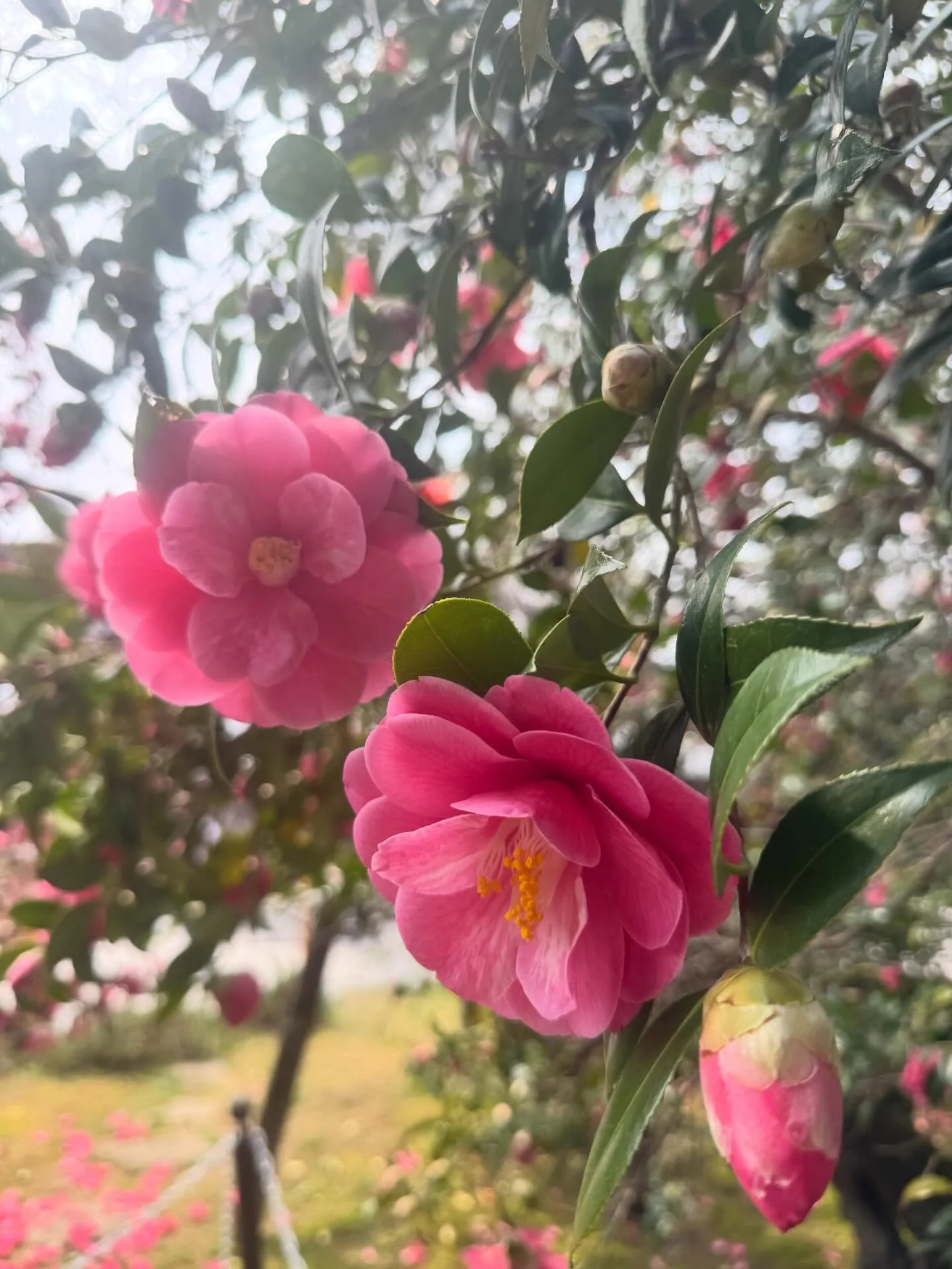 「Camellia」という名前に込めた想いを、