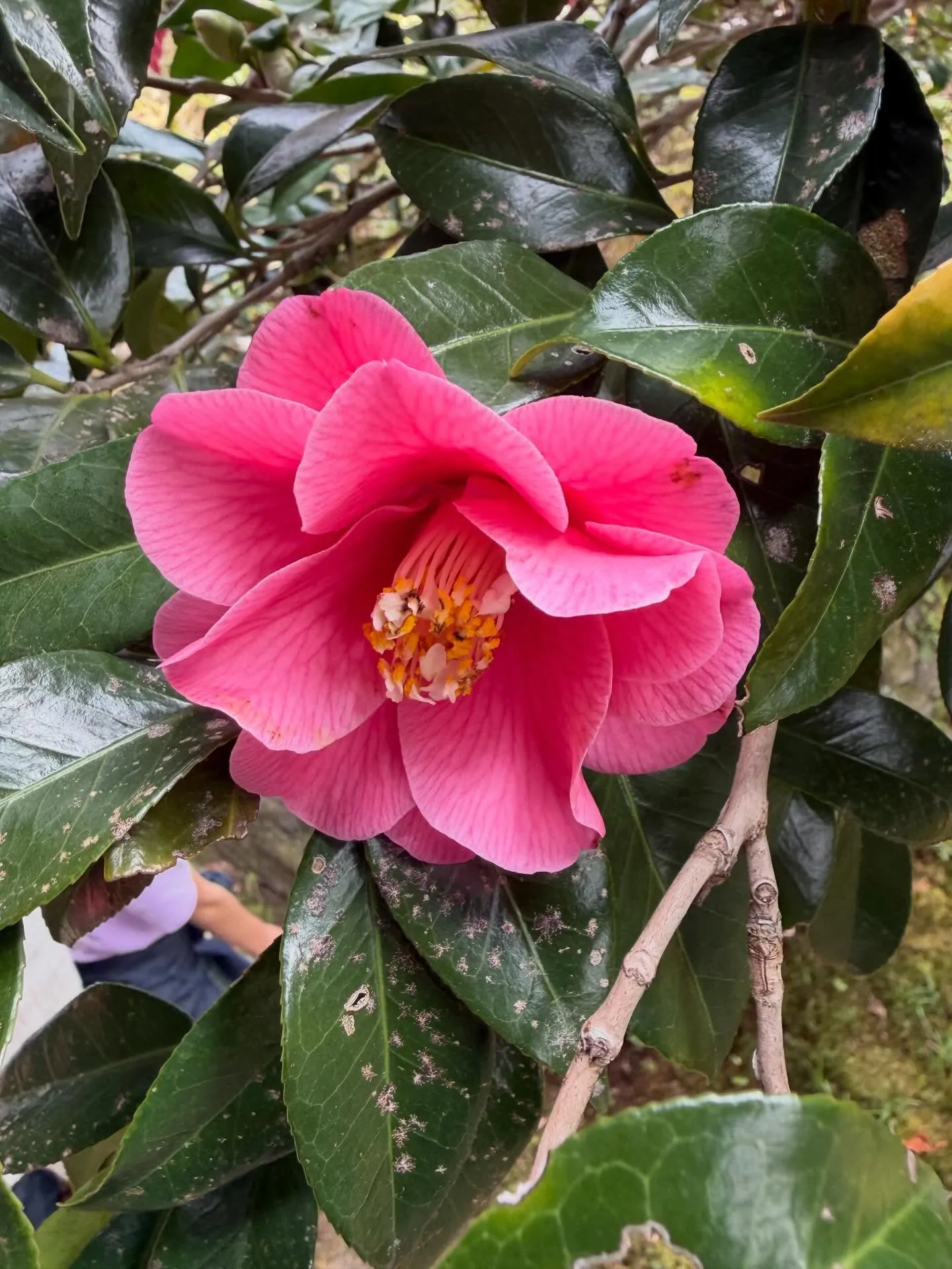 「Camellia」という名前に込めた想いを、