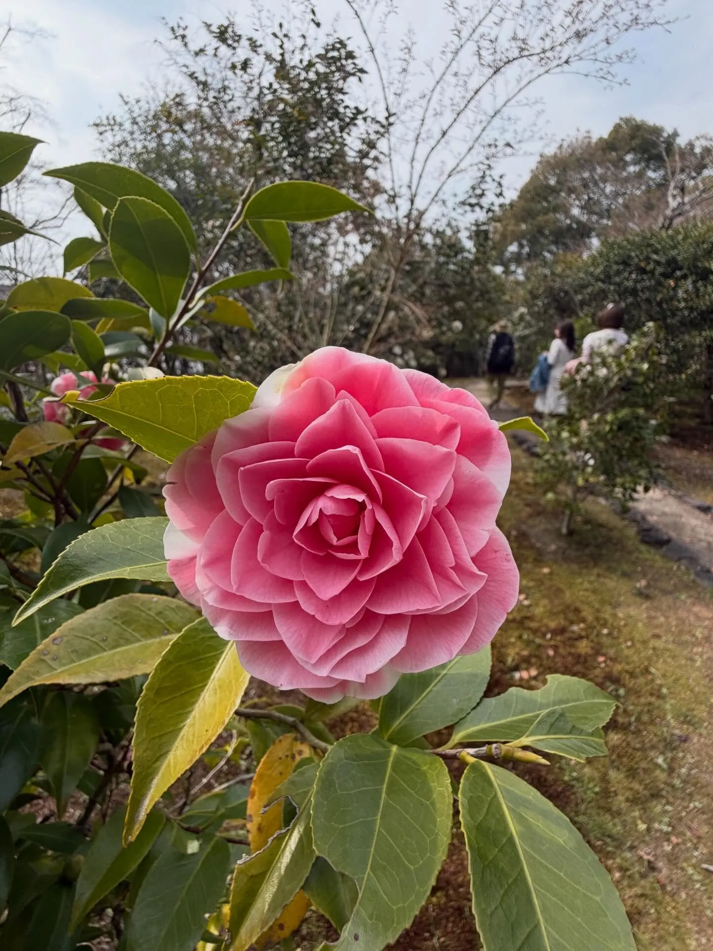 「Camellia」という名前に込めた想いを、
